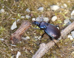 Sphaeroderus