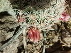 Escobaria chihuahuensis