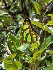 Philaethria wernickei