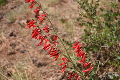 Penstemon barbatus