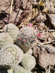 Escobaria chihuahuensis