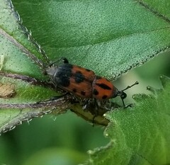 Rhodobaenus quinquepunctatus