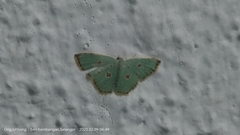 Comostola meritaria