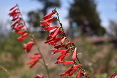 Penstemon barbatus