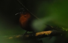 Cyphorhinus thoracicus