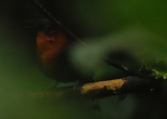 Cyphorhinus thoracicus