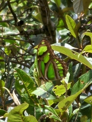 Philaethria wernickei
