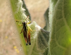 Dichroplus vittigerum