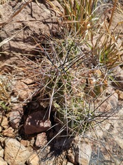 Echinocereus enneacanthus enneacanthus