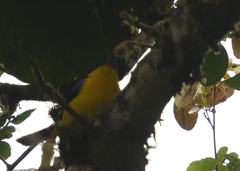 Anisognathus somptuosus