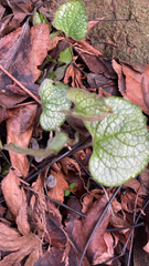 Brunnera macrophylla