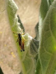 Dichroplus vittigerum