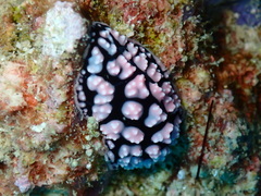 Phyllidiopsis krempfi