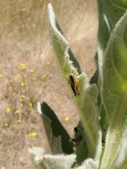 Dichroplus vittigerum