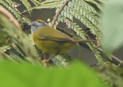 Myiothlypis coronata