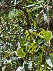 Philaethria wernickei