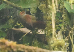 Cranioleuca erythrops