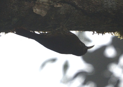 Lepidocolaptes lacrymiger