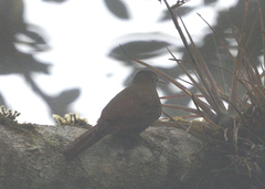 Lepidocolaptes lacrymiger