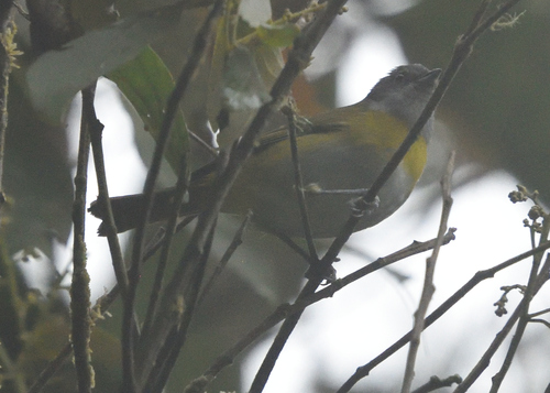Ashy-throated Chlorospingus (Chlorospingus canigularis), photo 10