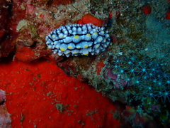 Phyllidia elegans
