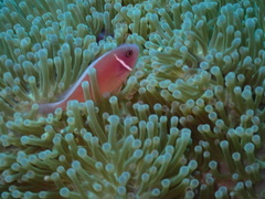 Amphiprion perideraion