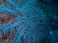 Acanthaster planci