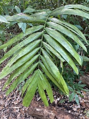 Ptychosperma elegans