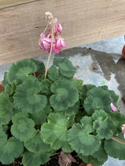 Pelargonium × hybridum