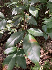 Terminalia buceras