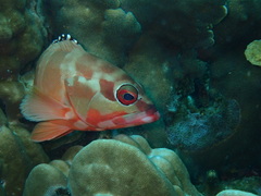 Epinephelus fasciatus