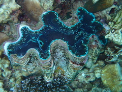 Tridacna crocea