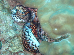 Cypraea tigris