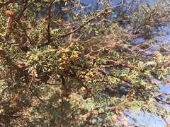 Acacia erioloba image