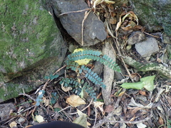 Pellaea rotundifolia