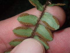 Pellaea rotundifolia