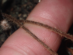 Pellaea rotundifolia