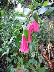 Lapageria rosea