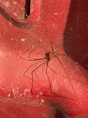 Crossopriza