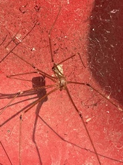 Crossopriza