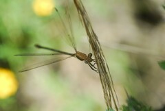 Archilestes