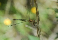 Archilestes