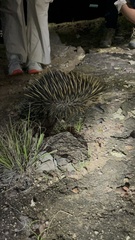 Tachyglossus aculeatus acanthion