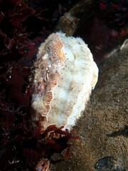 Chlamys hastata