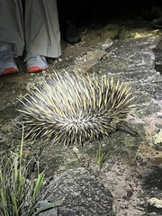 Tachyglossus aculeatus acanthion