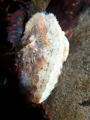 Chlamys hastata