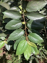Colubrina arborescens