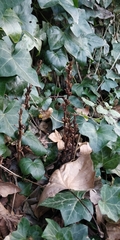 Orobanche hederae