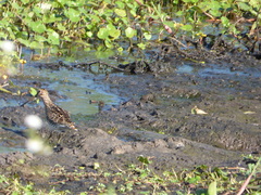 Gallinago paraguaiae