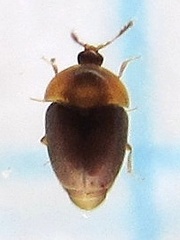 Sericoderus